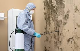 Why You Should Choose Our Mold Remediation Services in Lomira, WI